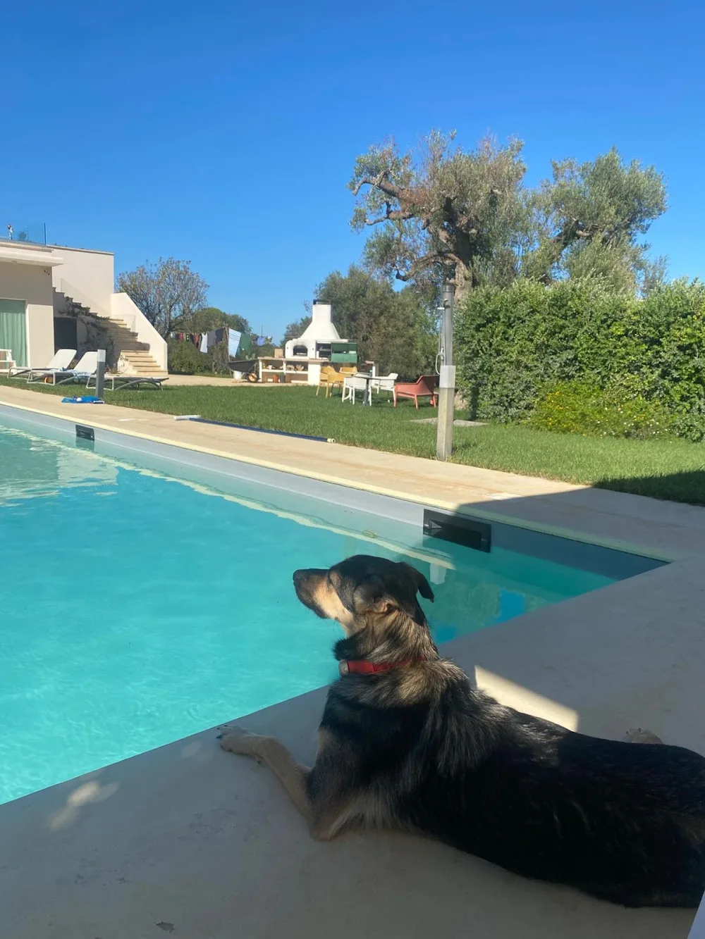 Aieni Petsitting Resort - Brindisi pet otel görseli 3