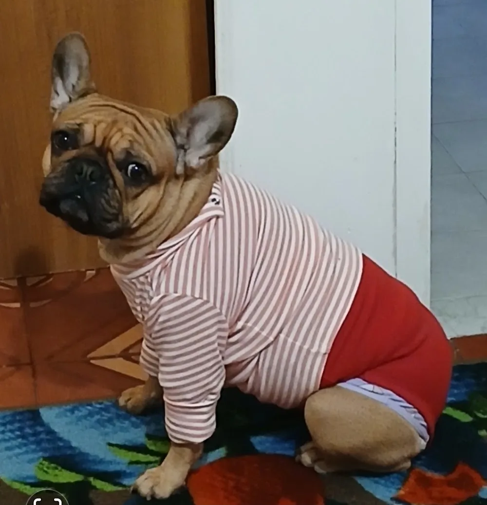 Hotel 4stelle per cani - Brindisi pet otel