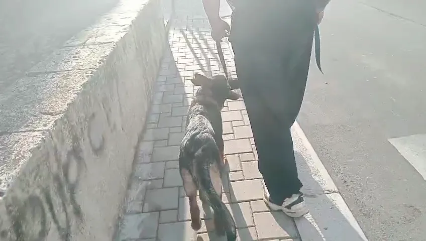 Il SOGNO del LUPO Centro Cinofilo Pensione Addestramento cani - Brindisi pet otel