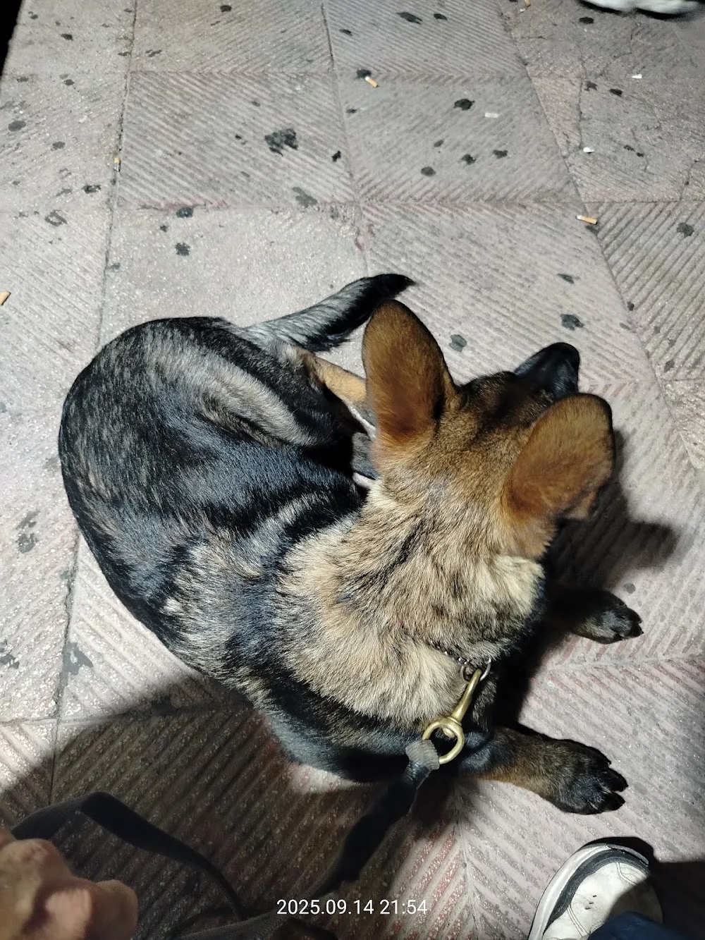Il SOGNO del LUPO Centro Cinofilo Pensione Addestramento cani - Brindisi pet otel görseli 3