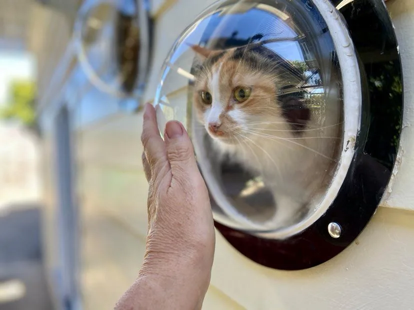 a Purrfect Paws - Brisbane pet otel