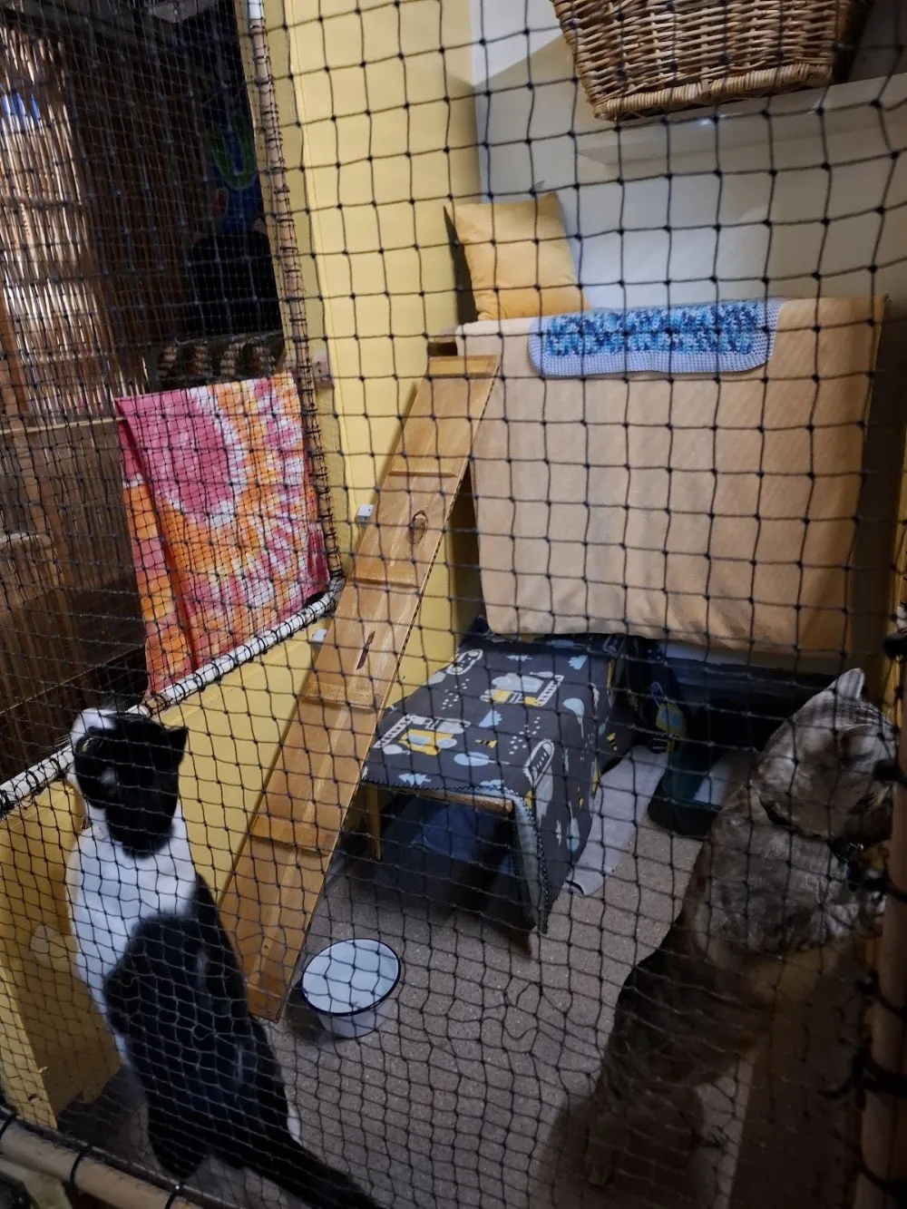 a Purrfect Paws - Brisbane pet otel görseli 3