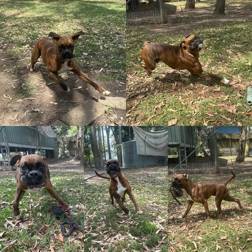 Alida's Pet Resort - Brisbane pet otel görseli 3