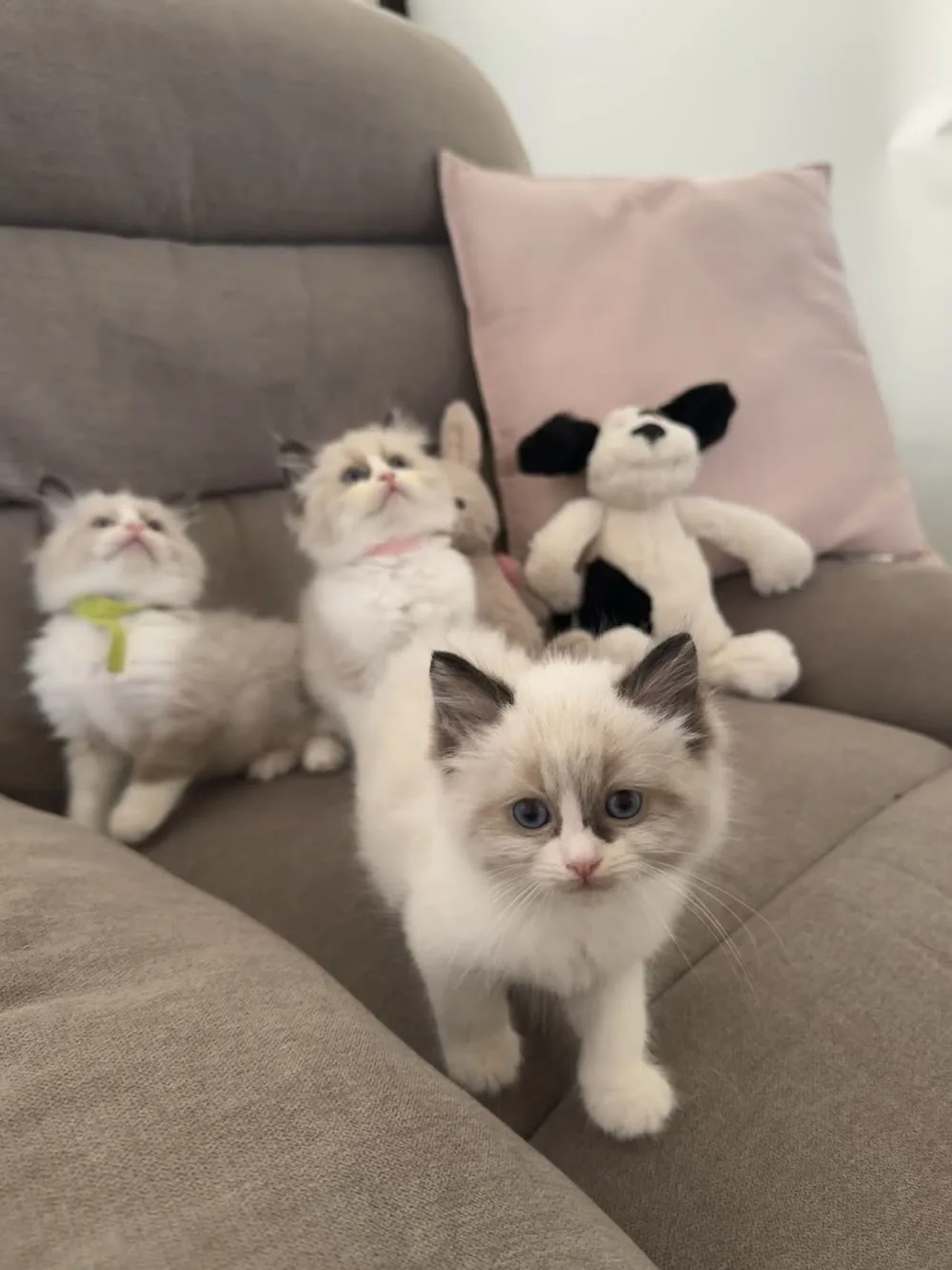 BOBO Cattery - Brisbane pet otel görseli 2