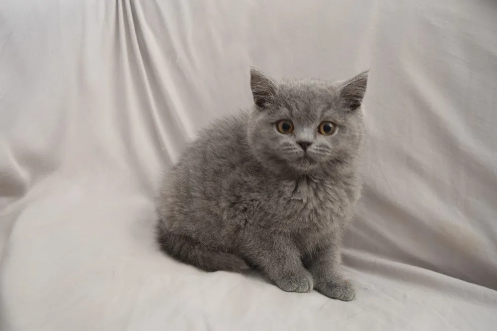 BOBO Cattery - Brisbane pet otel görseli 3