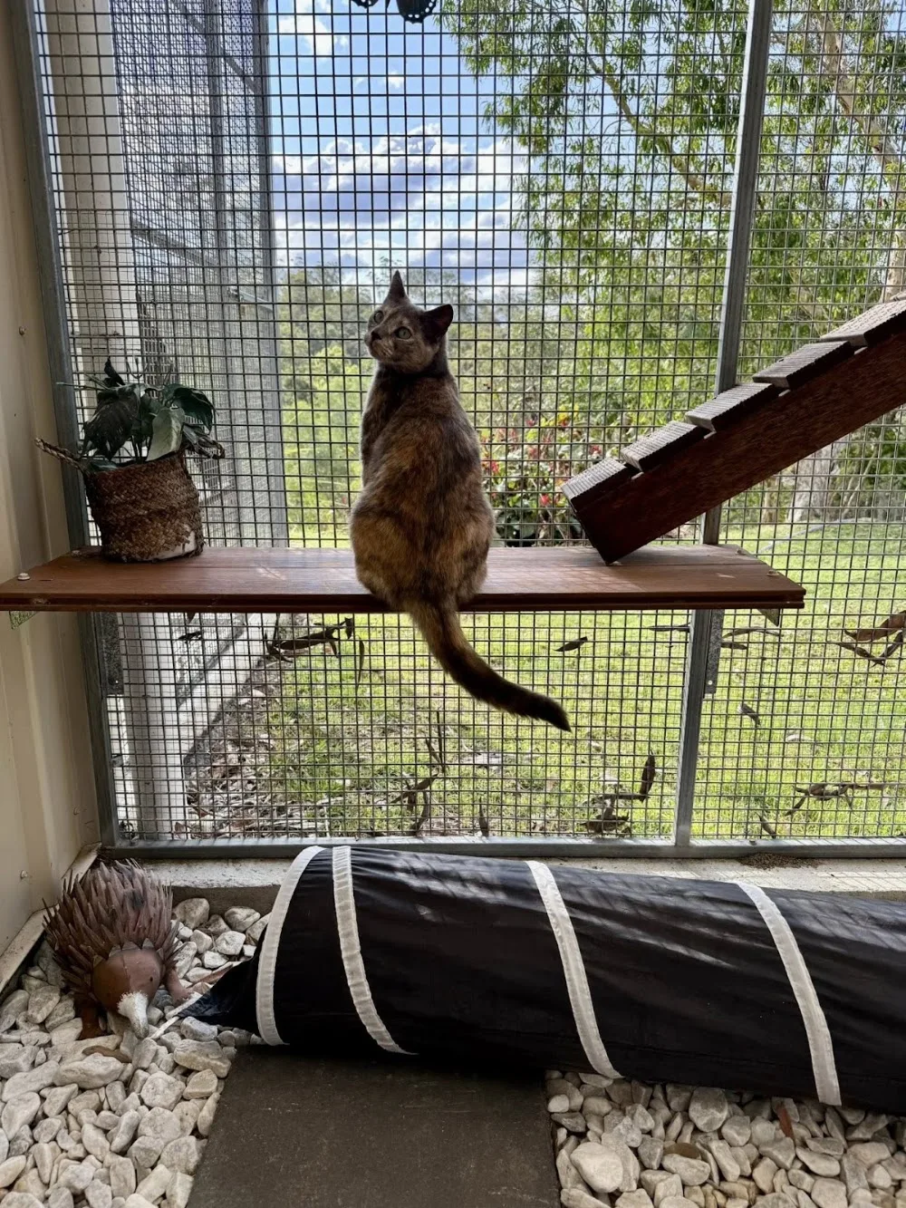 Cats Cradle Cattery - Brisbane pet otel