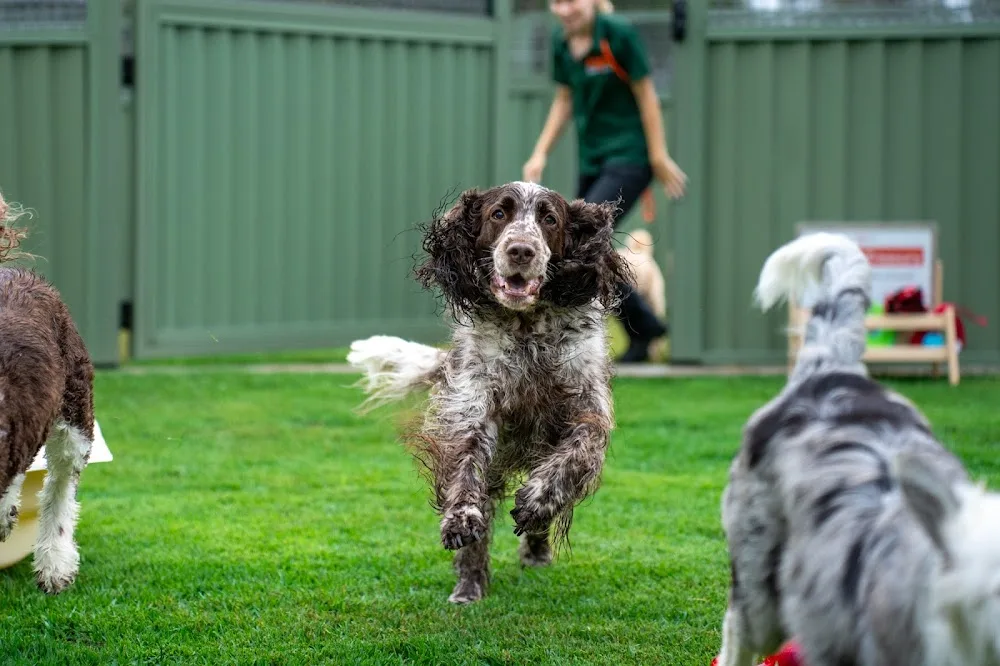 Kip Ipswich Dog Boarding - Brisbane pet otel görseli 2