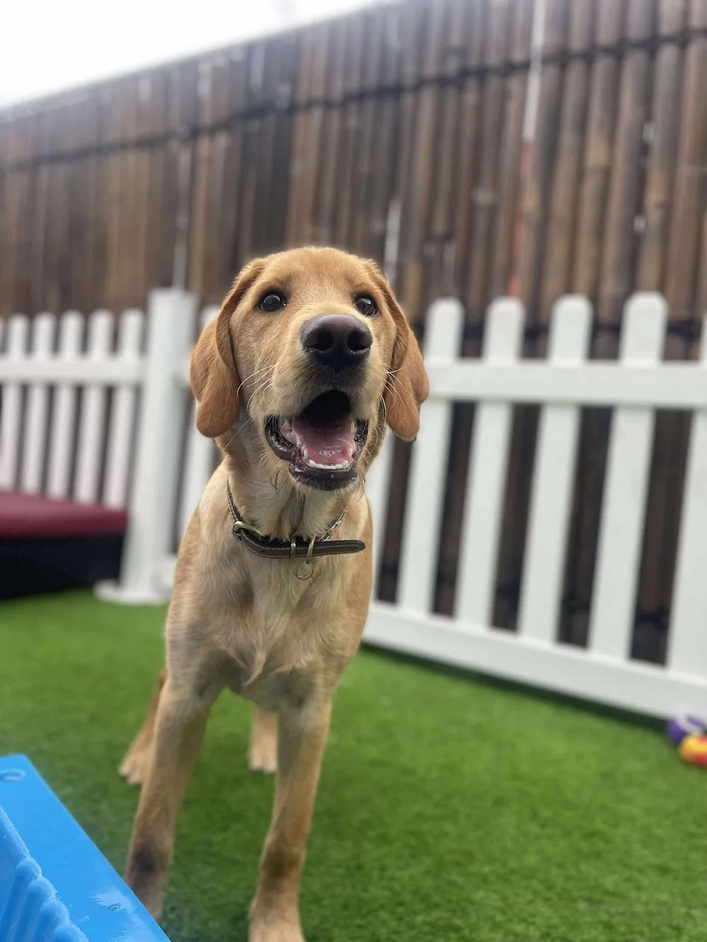 Little Buddies QLD Pty Ltd - Brisbane pet otel