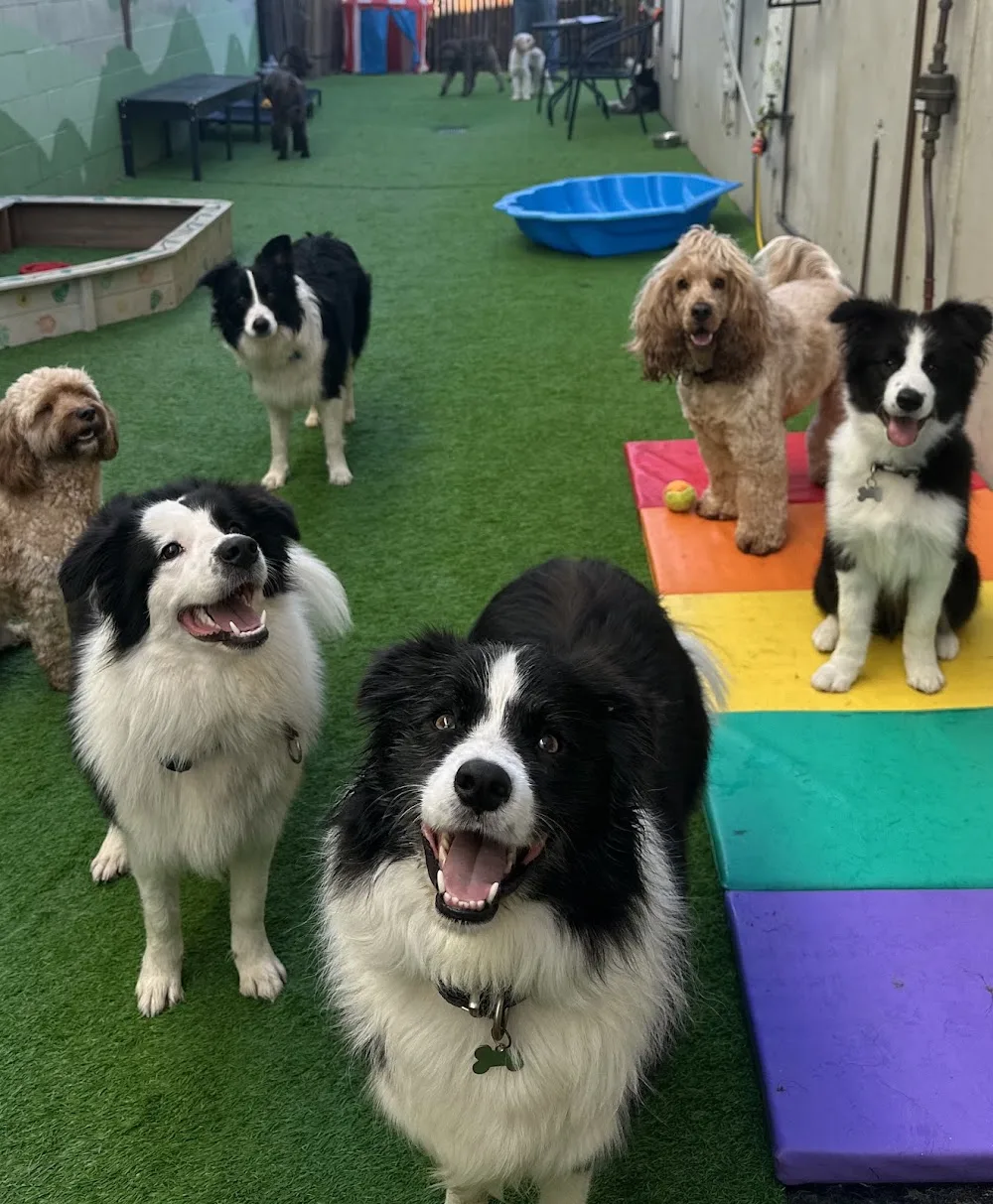 Little Buddies QLD Pty Ltd - Brisbane pet otel görseli 3