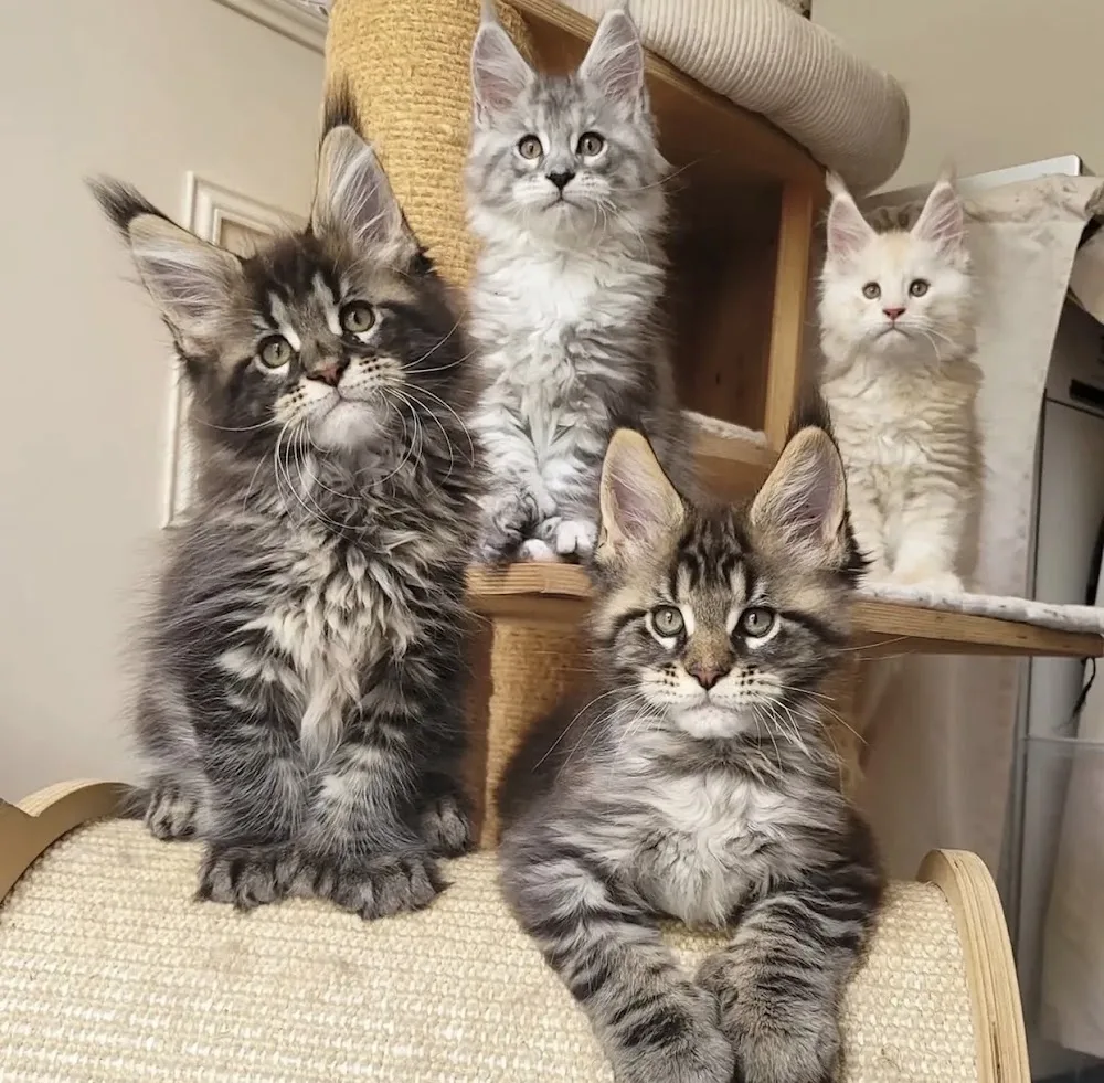 Maine coon kittens cattery home - Brisbane pet otel görseli 2