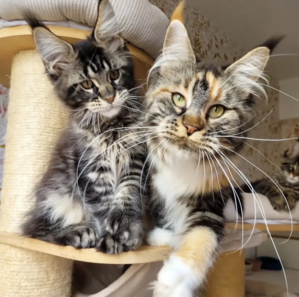 Maine coon kittens cattery home - Brisbane pet otel görseli 3