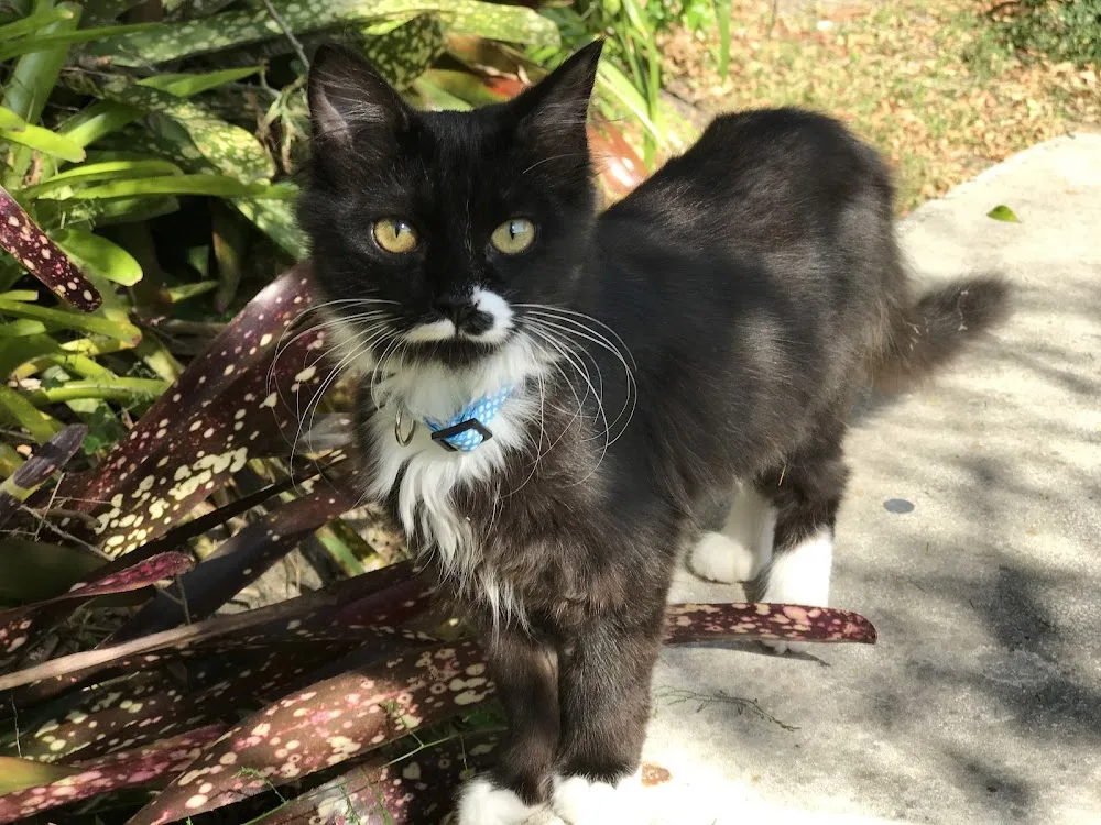 Meow Mates - Brisbane pet otel