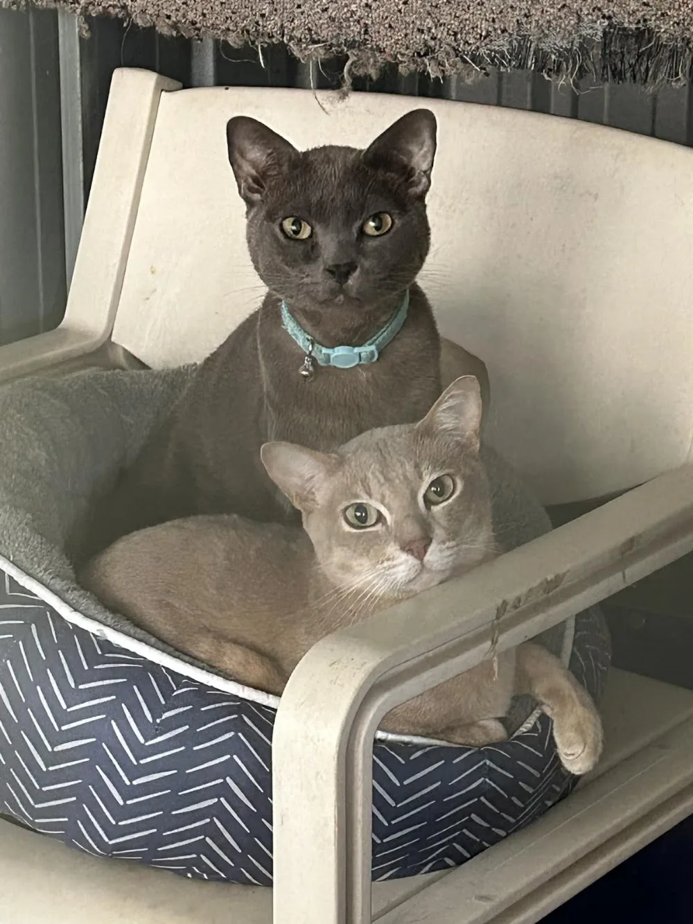 Purrrfect Pet Place - Cat Motel - Cattery Brisbane - Cat Boarding Brisbane - Brisbane pet otel görseli 7