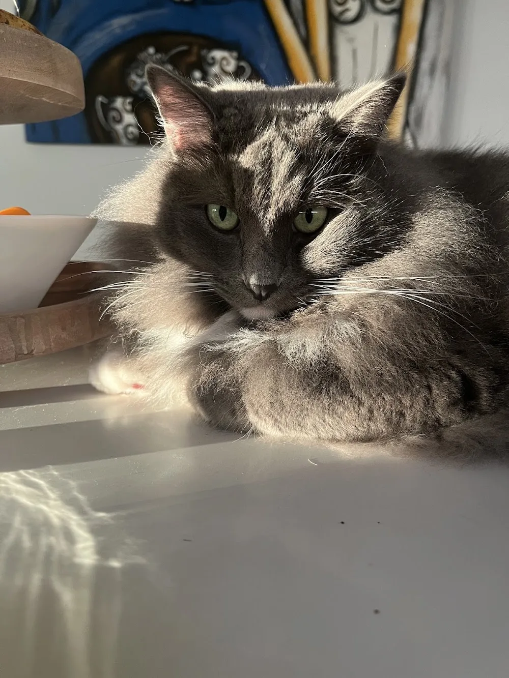 Purrrfect Pet Place - Cat Motel - Cattery Brisbane - Cat Boarding Brisbane - Brisbane pet otel görseli 10