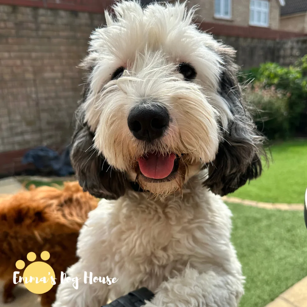 Emma's Dog House Bristol - Bristol pet otel