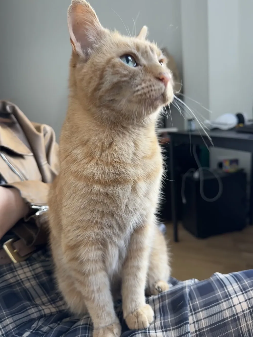 Grace's Cozy Cattery - Bristol pet otel