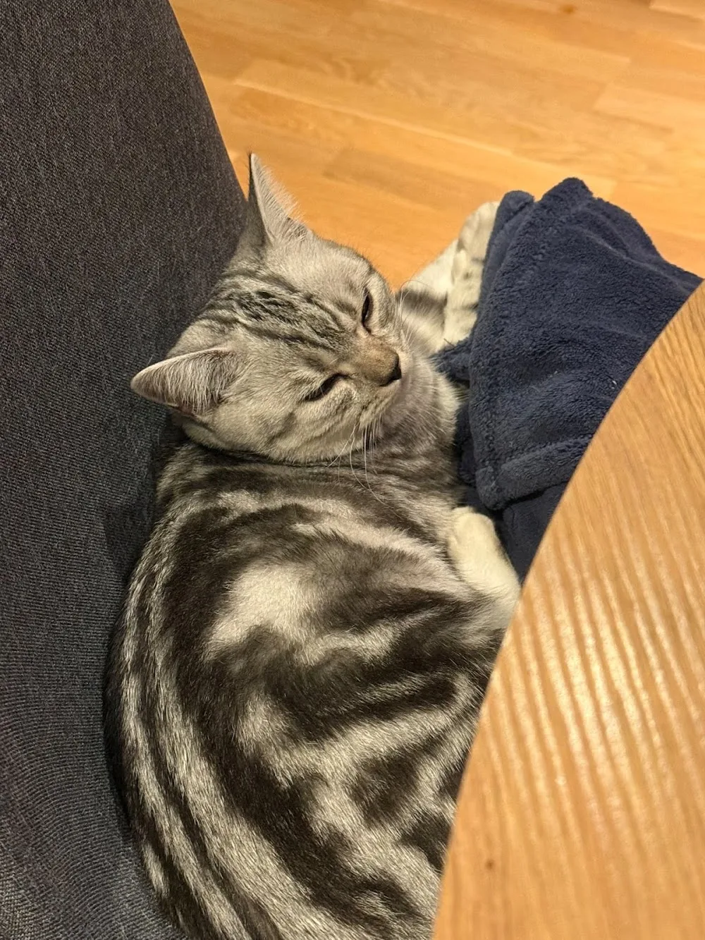 Grace's Cozy Cattery - Bristol pet otel görseli 3
