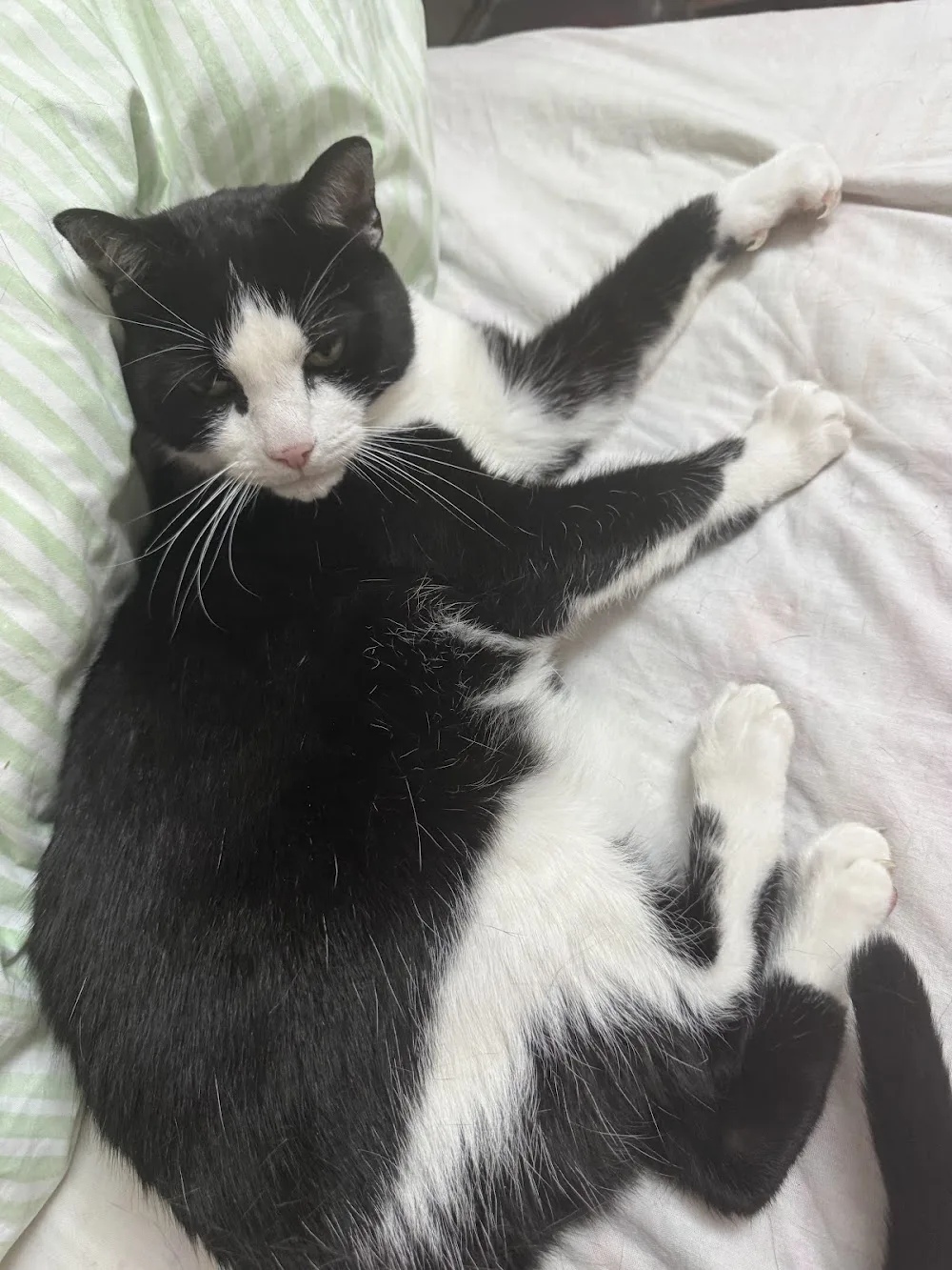 MeowBnb Cattery - Bristol pet otel