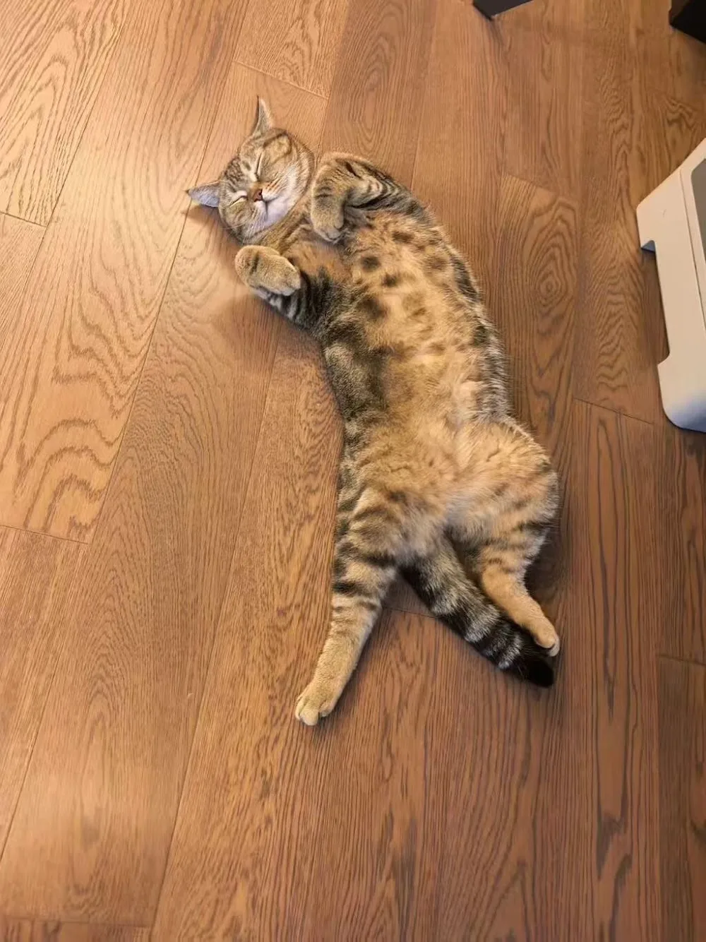 MeowBnb Cattery - Bristol pet otel görseli 3