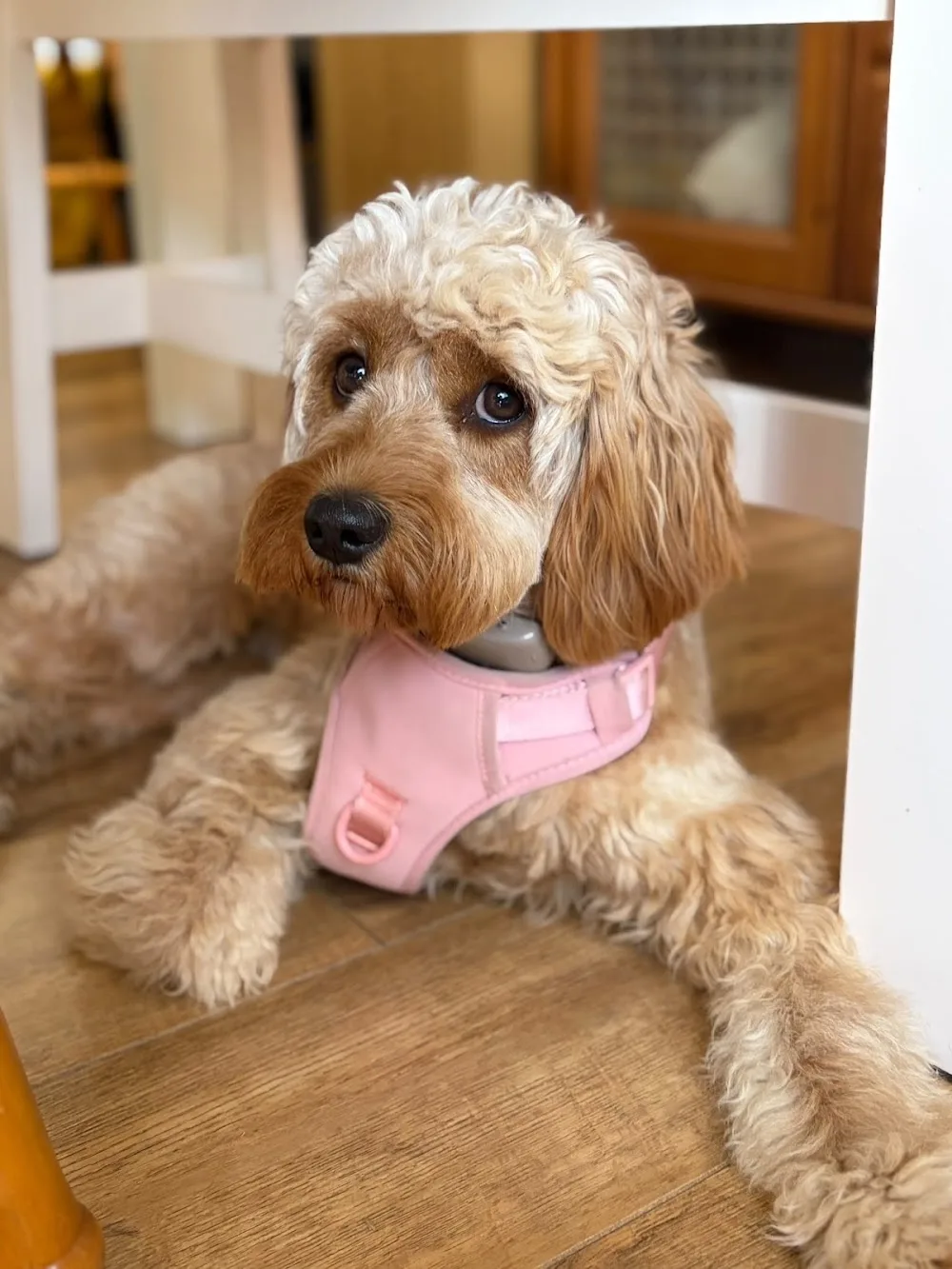 The Cuddly Lane - Bristol Dog Boarding, Day Care & Dog Walker - Bristol pet otel