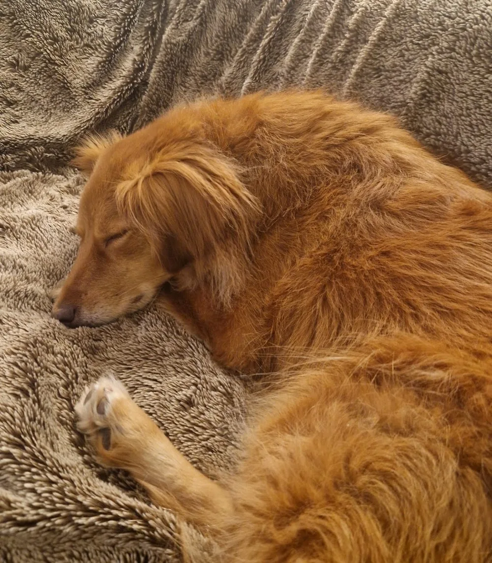 Woofers B&B - Bristol pet otel görseli 3