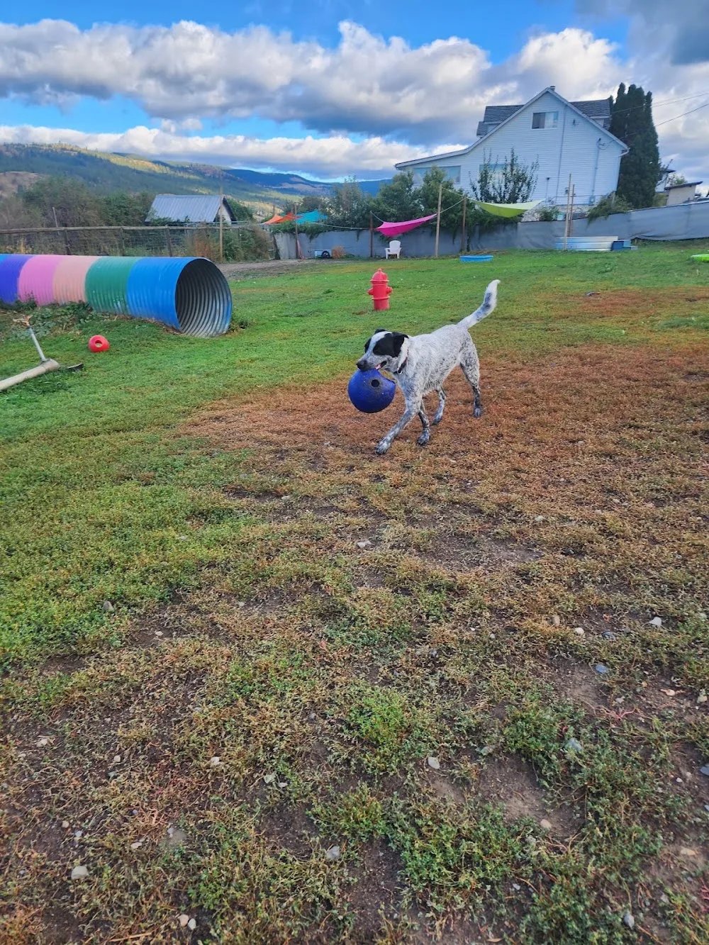 Absolute Kennels - British Columbia pet otel görseli 2