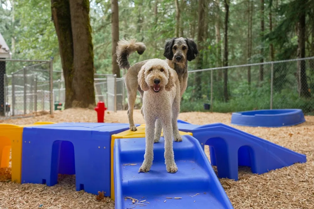 Aunt Lucy's Doggy Daycare and Pet Hotel - British Columbia pet otel