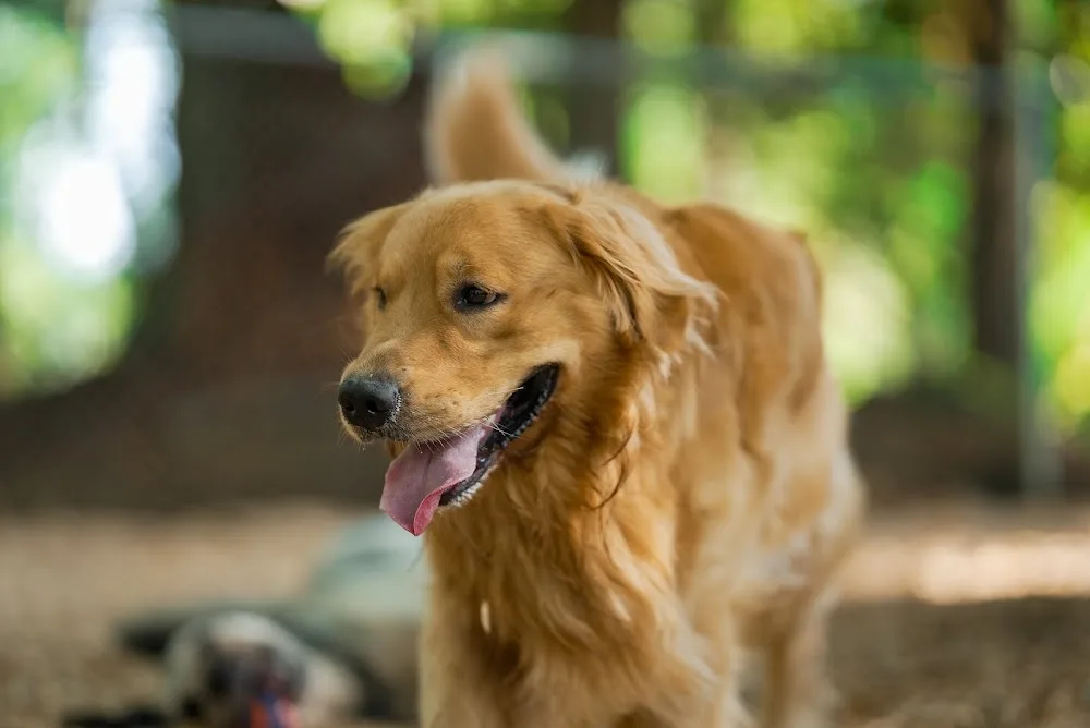 Aunt Lucy's Doggy Daycare and Pet Hotel - British Columbia pet otel görseli 3