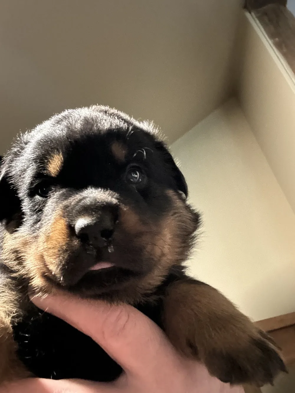 Bamard Kennels - British Columbia pet otel görseli 6