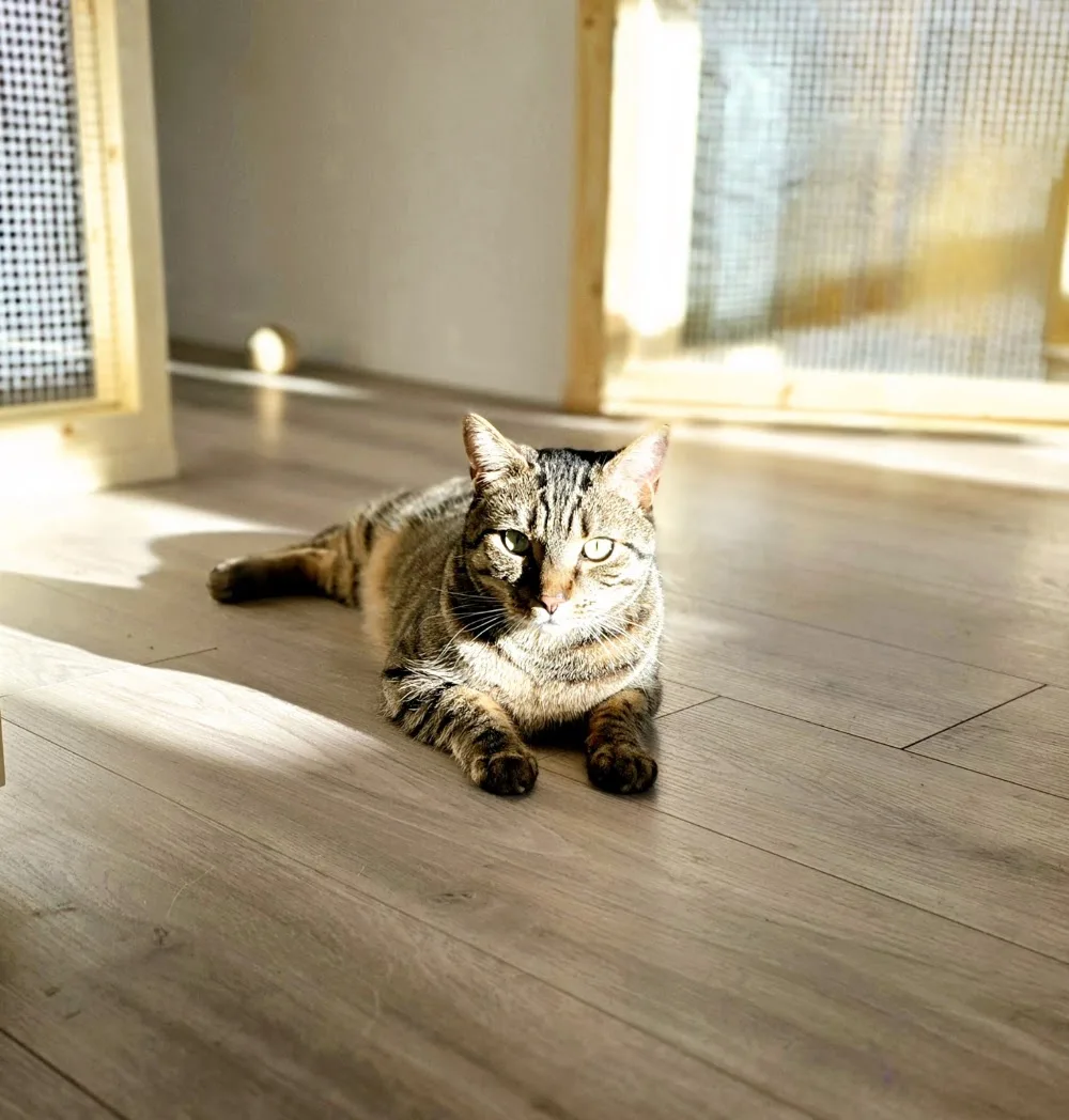 Before the Bend Cat Boarding - British Columbia pet otel görseli 6