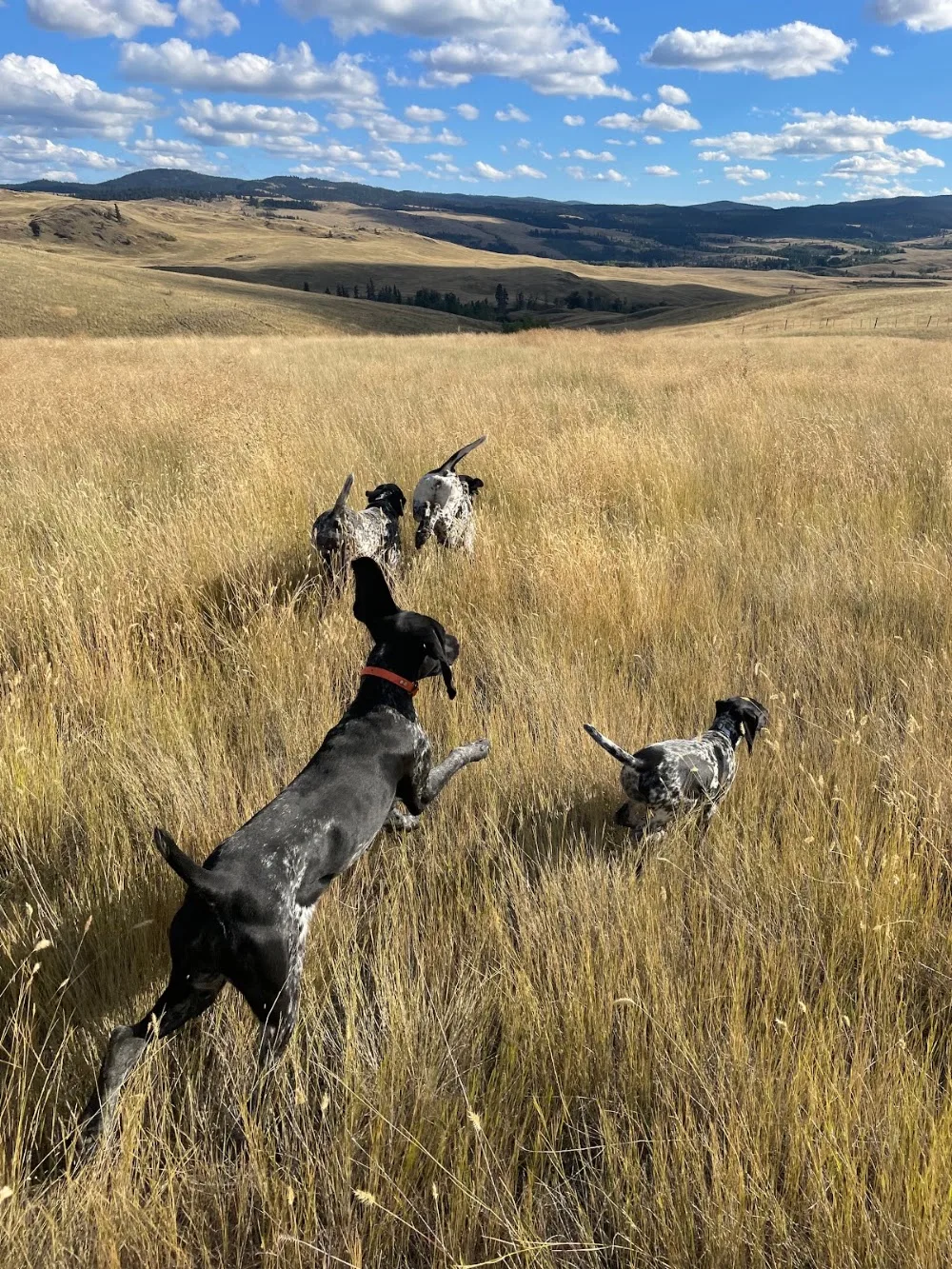 Blue Grouse Kennel - British Columbia pet otel görseli 2