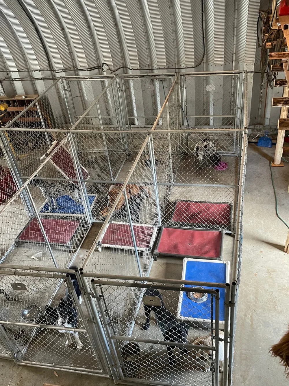 Blue Grouse Kennel - British Columbia pet otel görseli 3