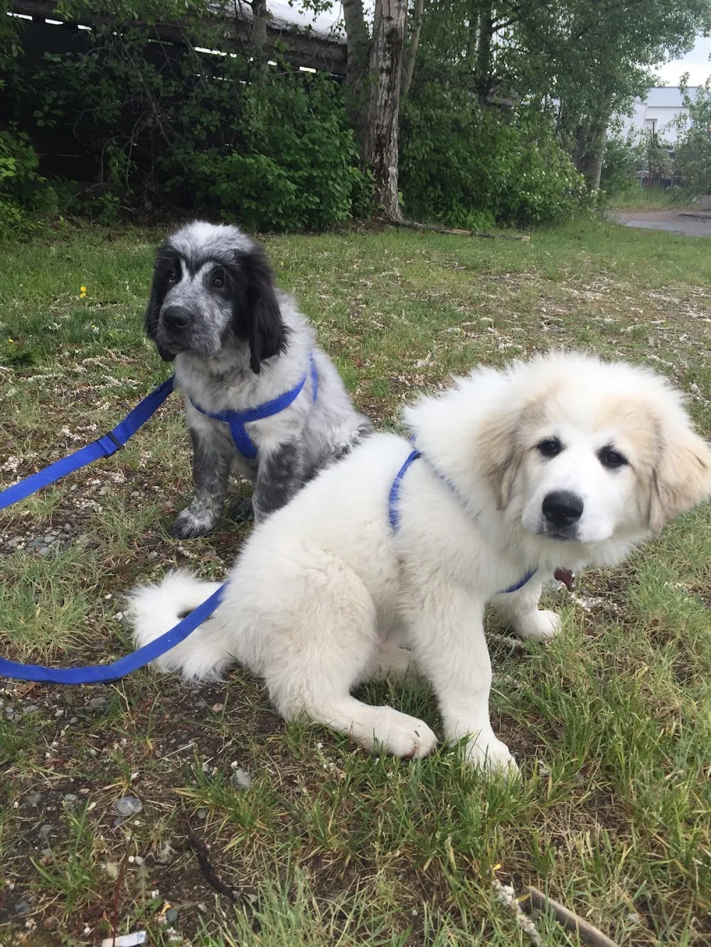 Bo's Best Kennels - British Columbia pet otel görseli 2