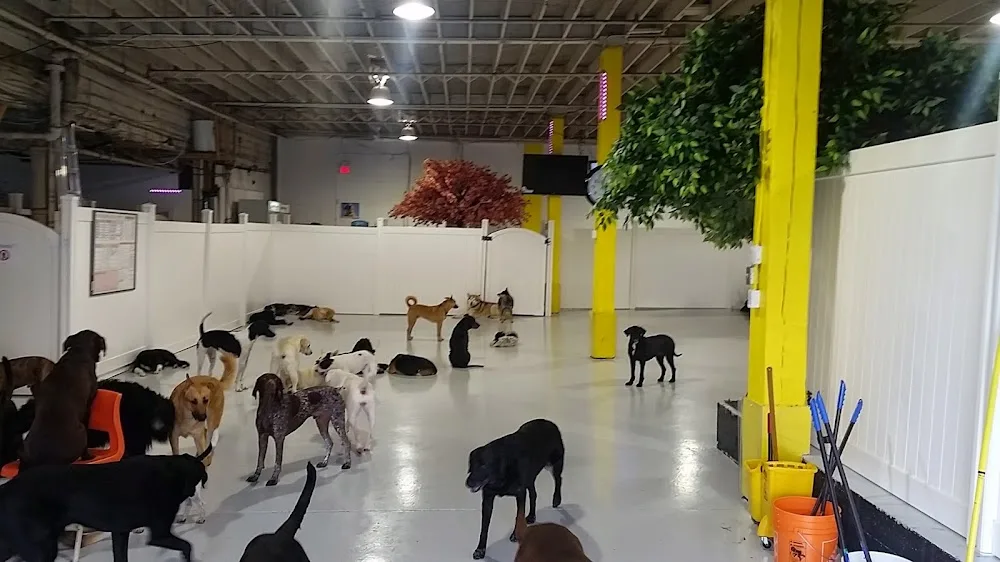 Canine Adventure Den - British Columbia pet otel görseli 11