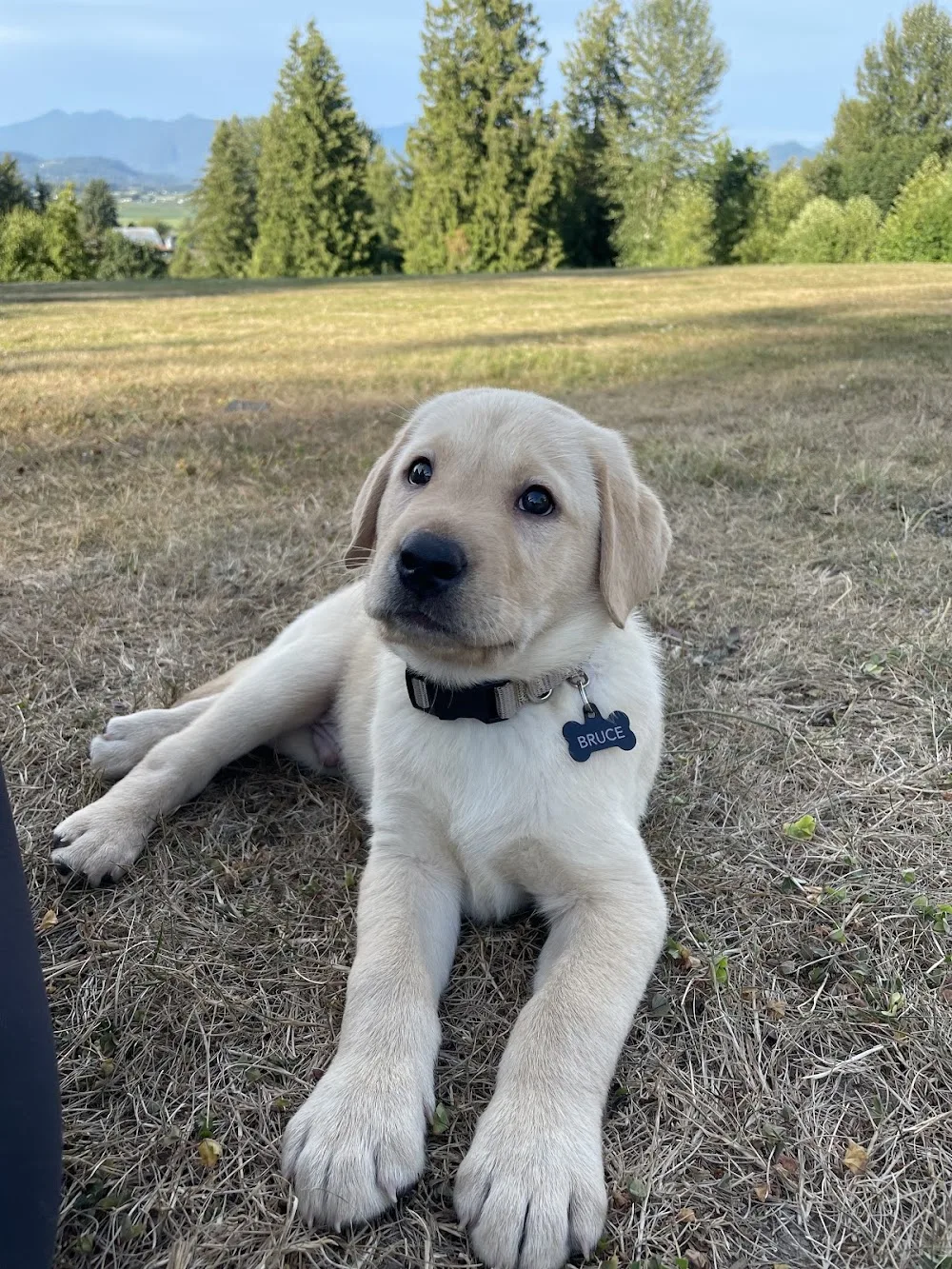 Carlson Hills Dog Kennel - British Columbia pet otel görseli 6