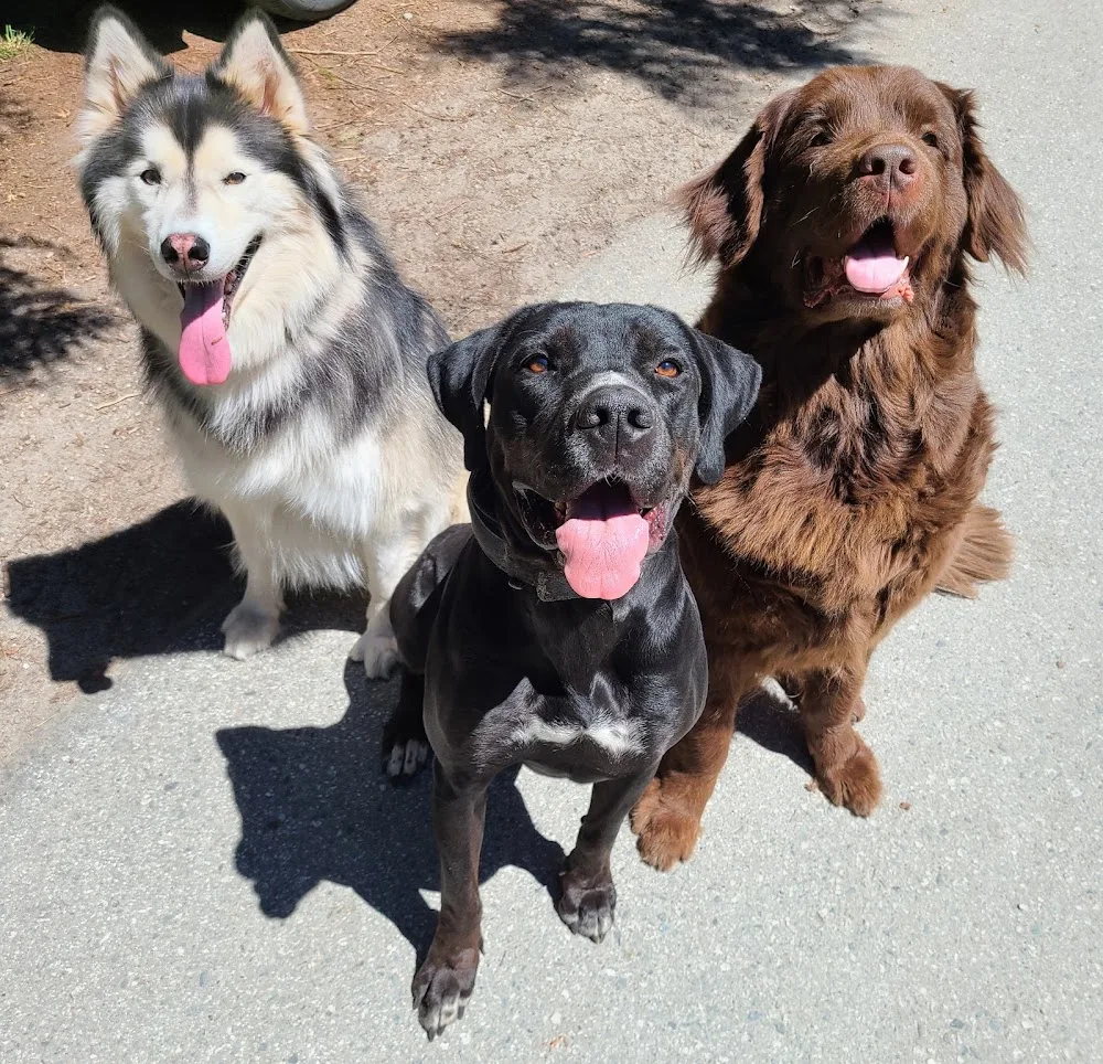 Castle Rock Kennels - British Columbia pet otel görseli 3