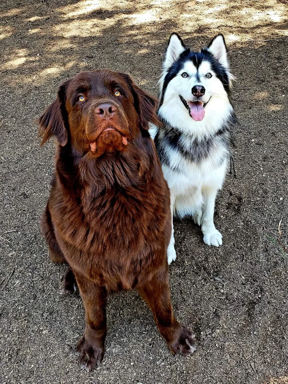 Castle Rock Kennels - British Columbia pet otel görseli 6