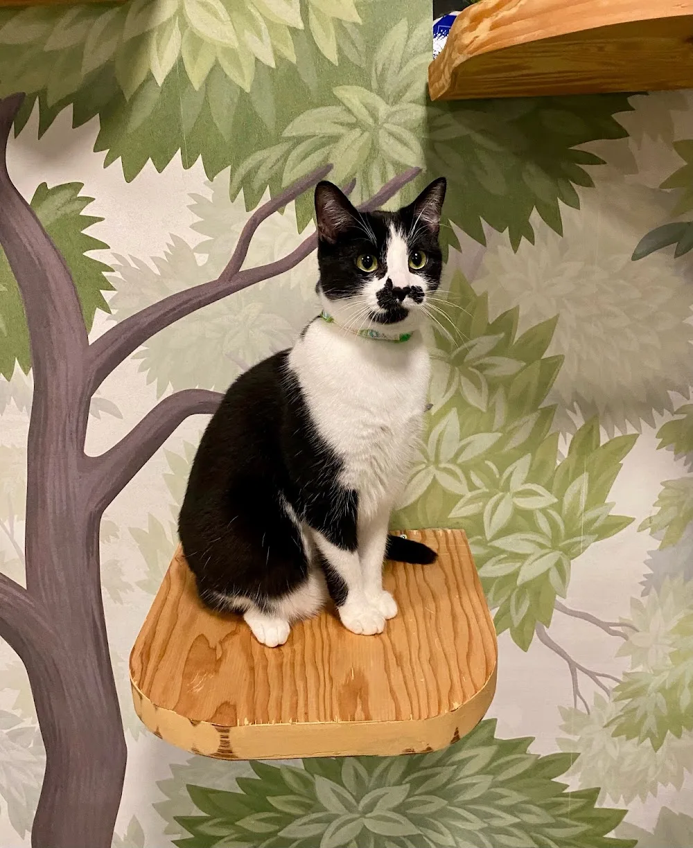 Cat City Kennel - British Columbia pet otel görseli 3