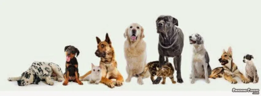 Delta Kennels - British Columbia pet otel görseli 2