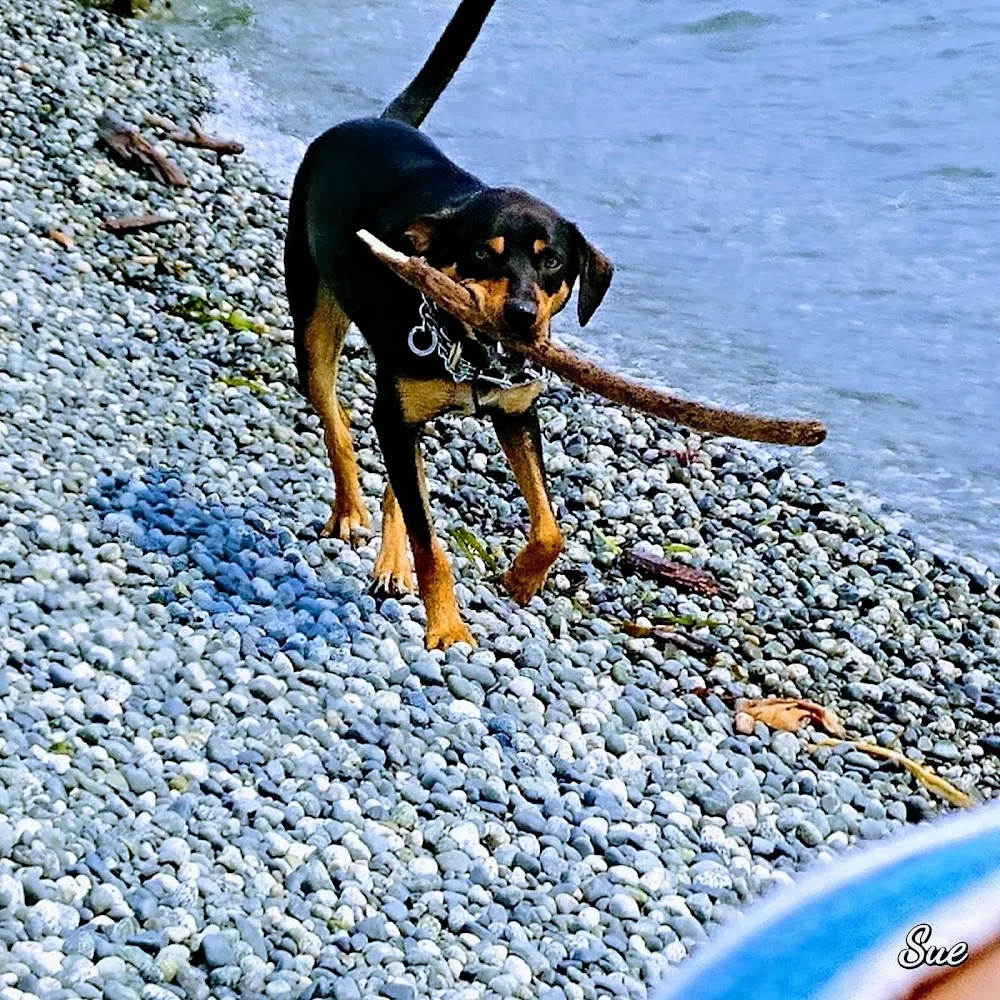 Delta Kennels - British Columbia pet otel görseli 7