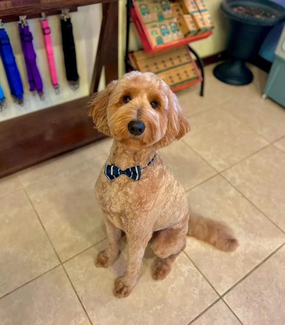 Doggy Hotel & Spa - British Columbia pet otel görseli 3