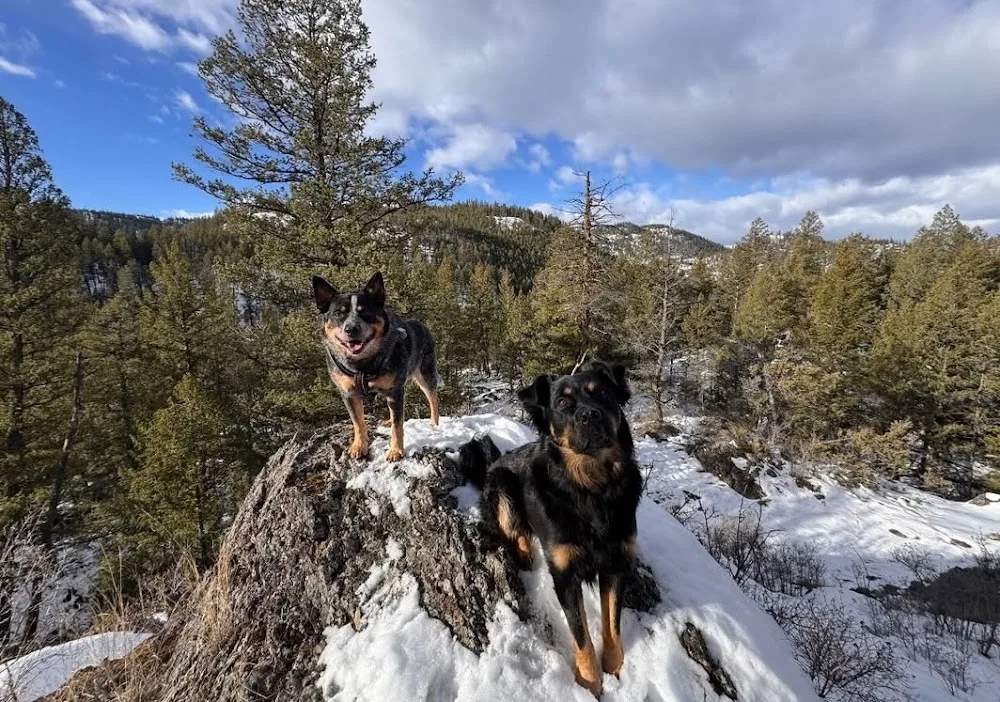 DoggyLand – Dog Daycare, Boarding & Grooming in Cranbrook - British Columbia pet otel