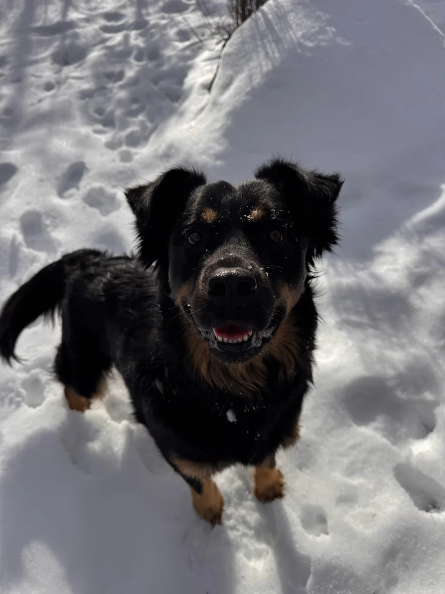 DoggyLand – Dog Daycare, Boarding & Grooming in Cranbrook - British Columbia pet otel görseli 3