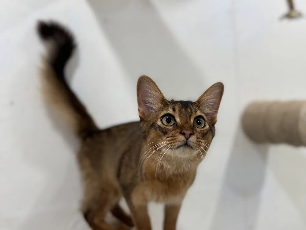 Fern Valley Cat Hotel - British Columbia pet otel görseli 19
