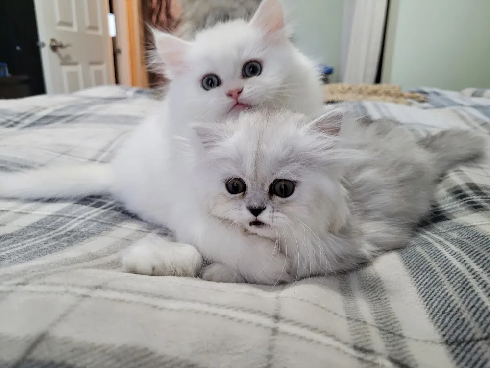 Furrari Persians - British Columbia pet otel görseli 2