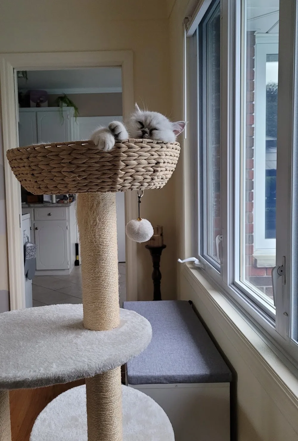 Furrari Persians - British Columbia pet otel görseli 3