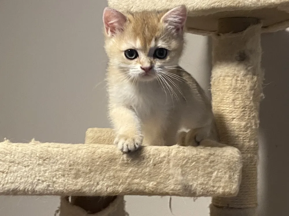 Golden British Shorthair - British Columbia pet otel