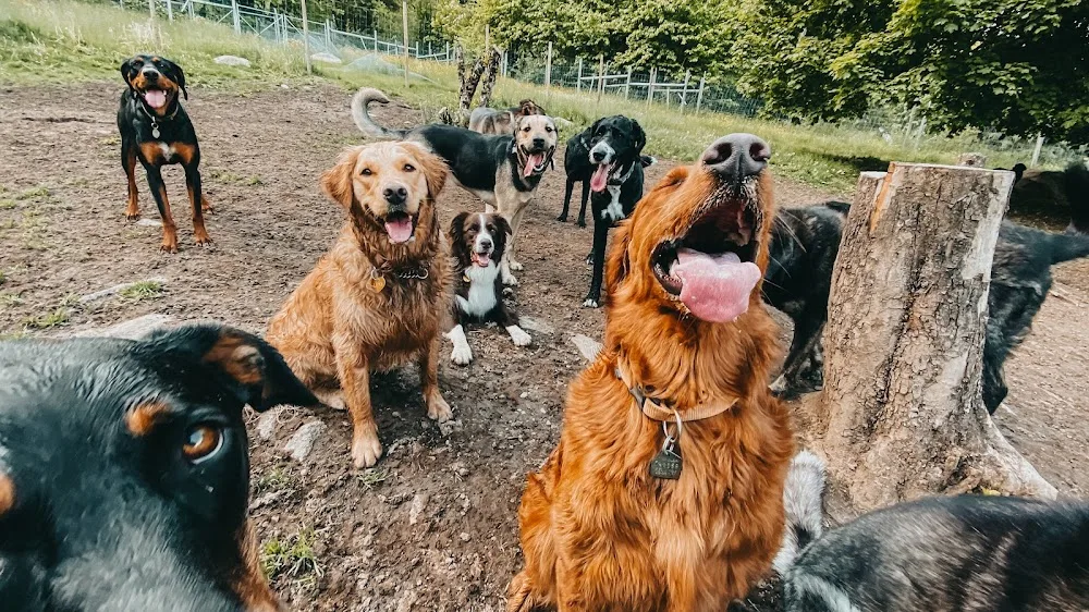 Gracie's Kennels - British Columbia pet otel görseli 2