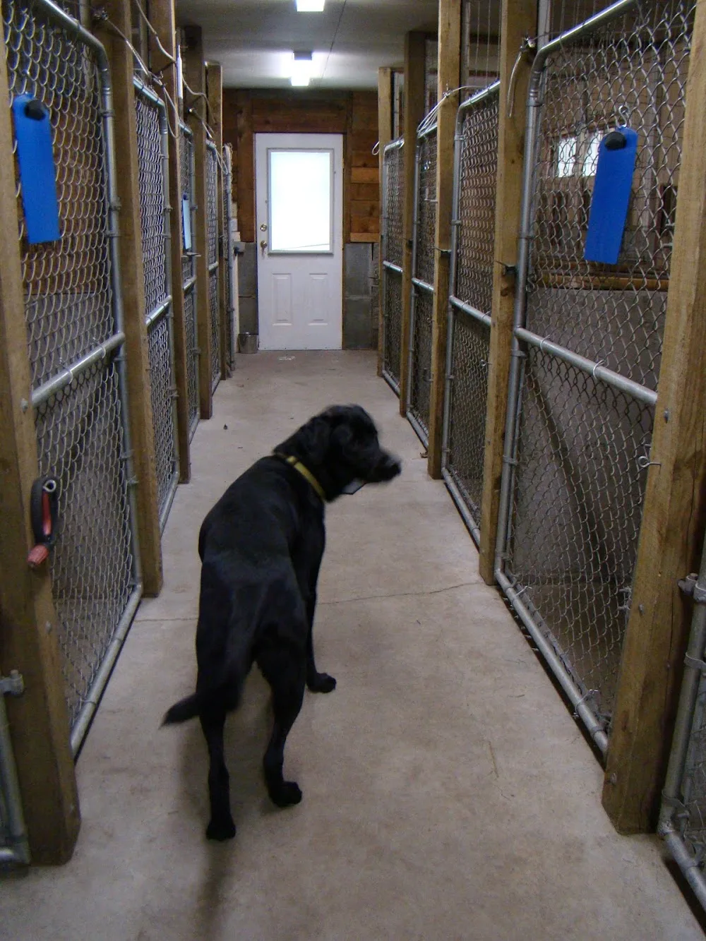 Happy Haven Kennels - British Columbia pet otel görseli 7