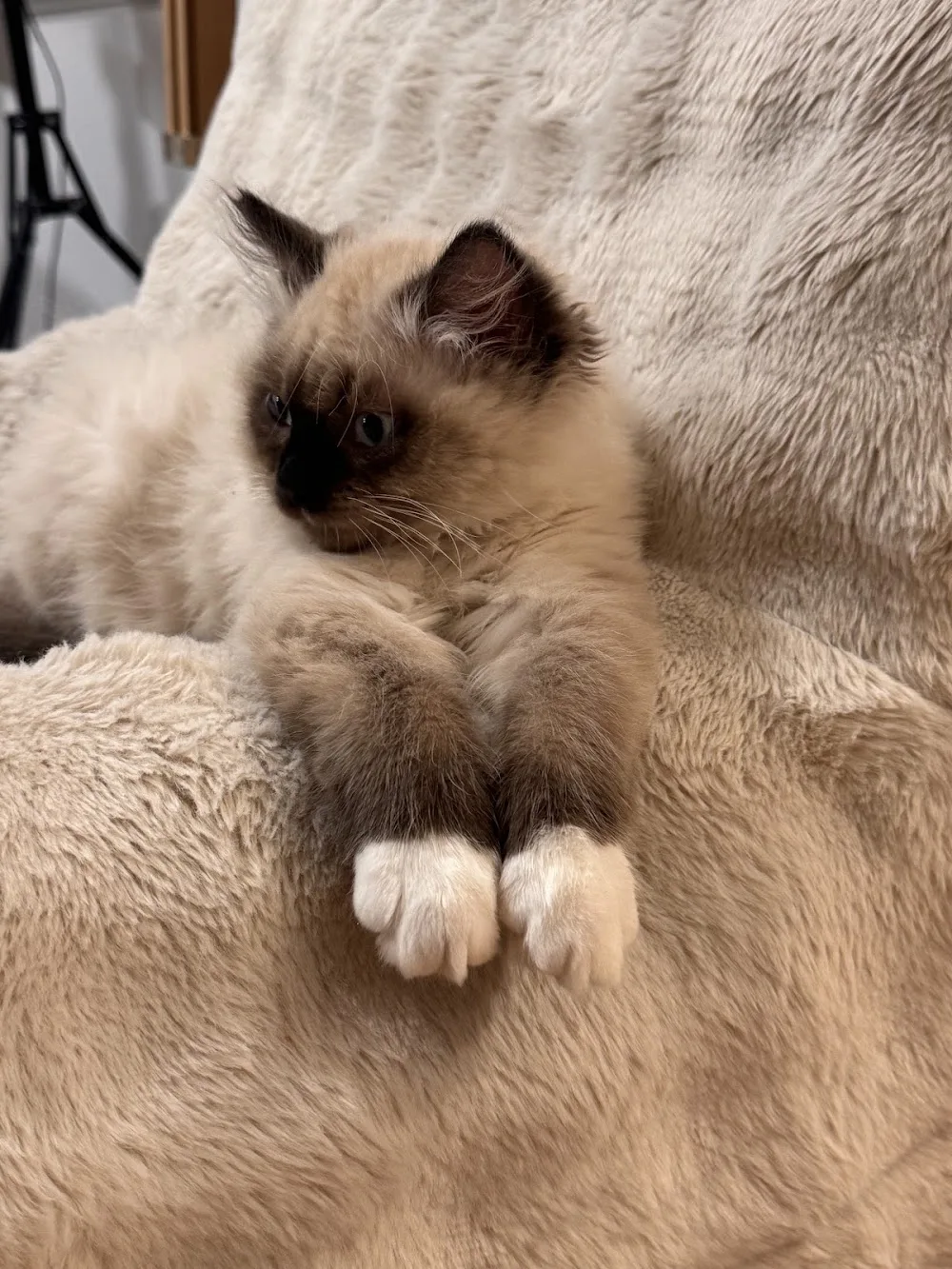 Himalayan and Ragdoll kittens - British Columbia pet otel görseli 6